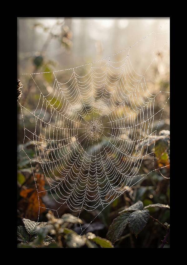 Spider Web Glimmering In Morning Light
