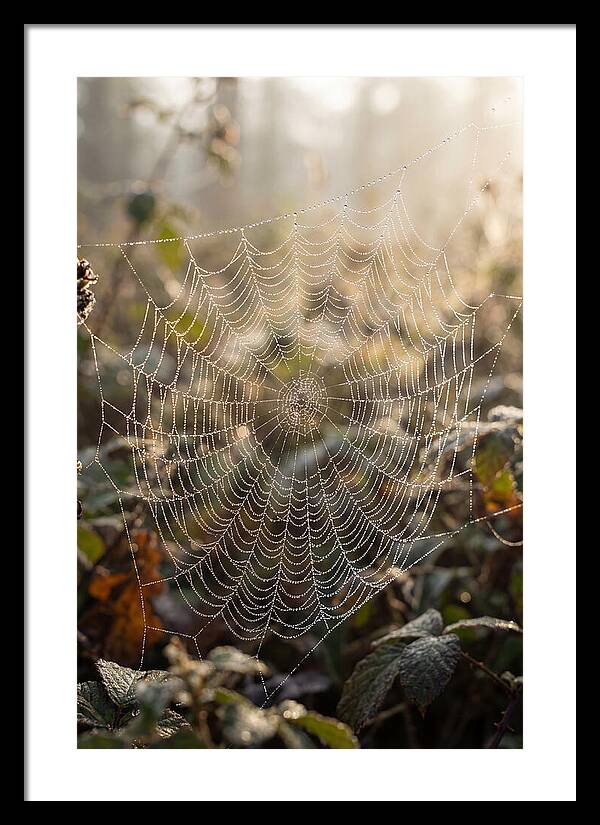 Spider Web Glimmering In Morning Light