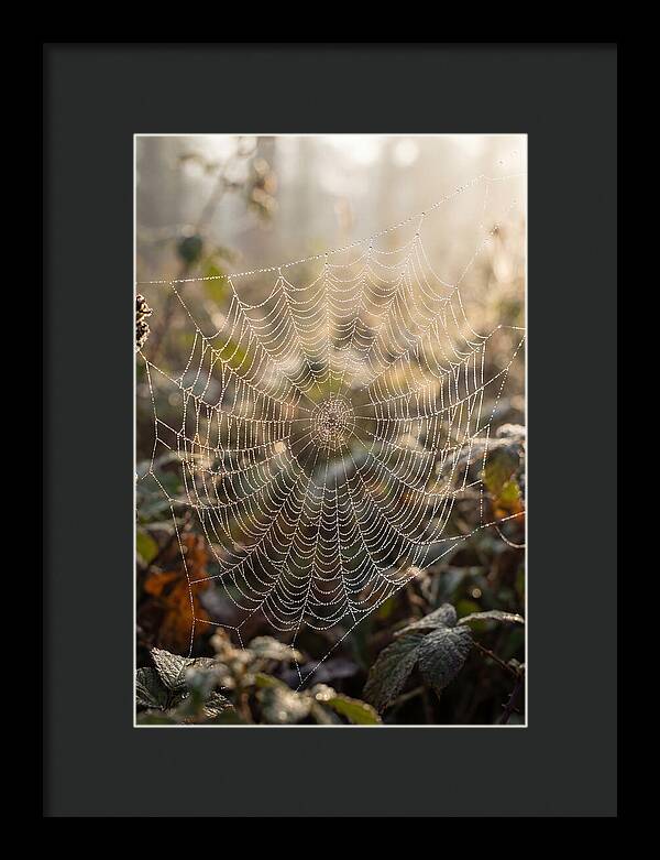 Spider Web Glimmering In Morning Light