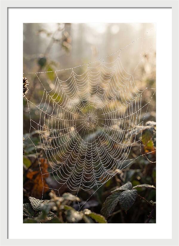Spider Web Glimmering In Morning Light