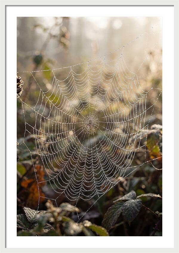 Spider Web Glimmering In Morning Light