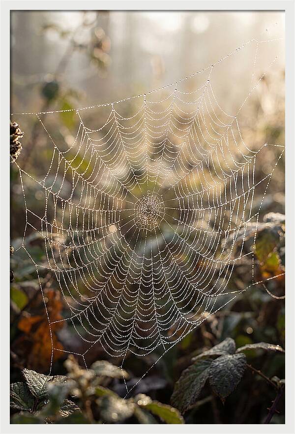 Spider Web Glimmering In Morning Light