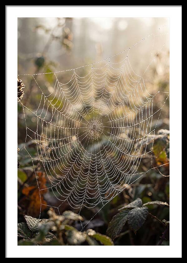 Spider Web Glimmering In Morning Light