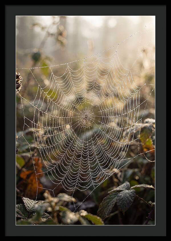 Spider Web Glimmering In Morning Light