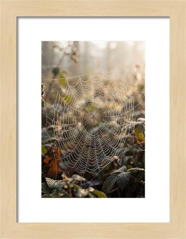 Spider Web Glimmering In Morning Light