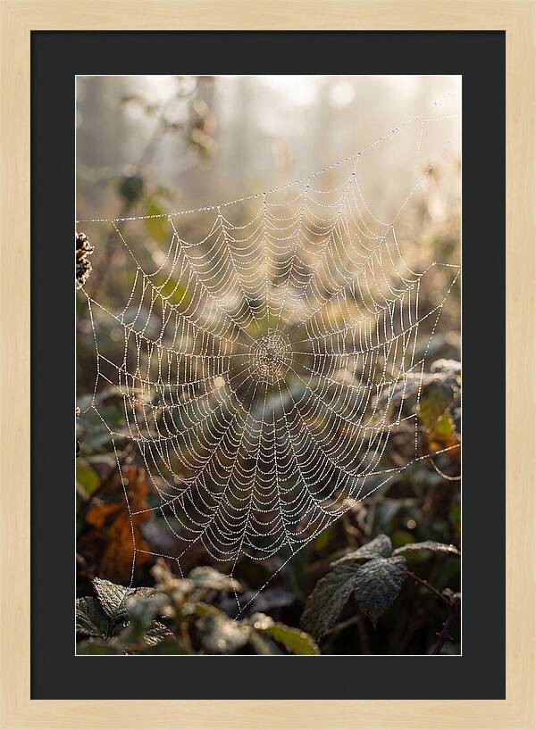 Spider Web Glimmering In Morning Light