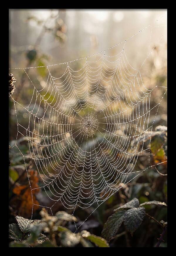 Spider Web Glimmering In Morning Light