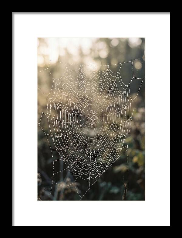 Spider Web Glimmering In Morning Light