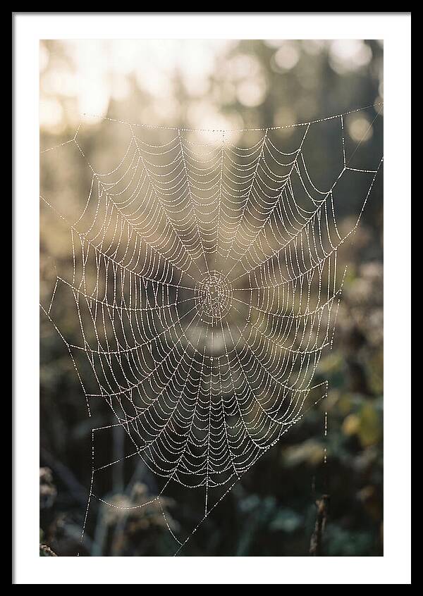 Spider Web Glimmering In Morning Light