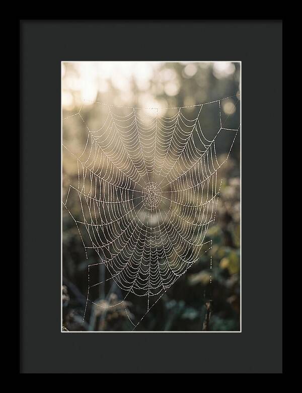 Spider Web Glimmering In Morning Light