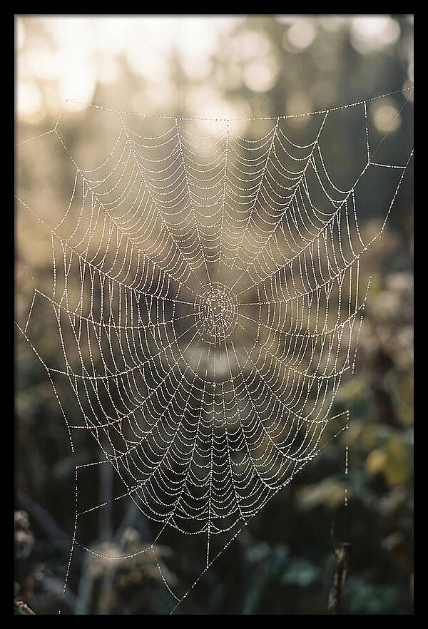 Spider Web Glimmering In Morning Light