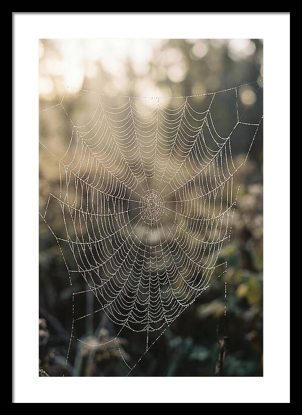 Spider Web Glimmering In Morning Light