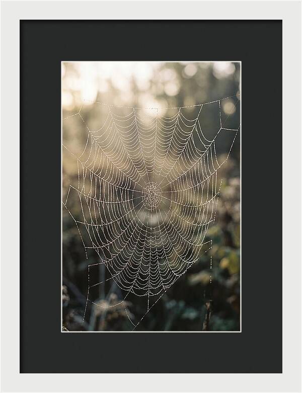 Spider Web Glimmering In Morning Light