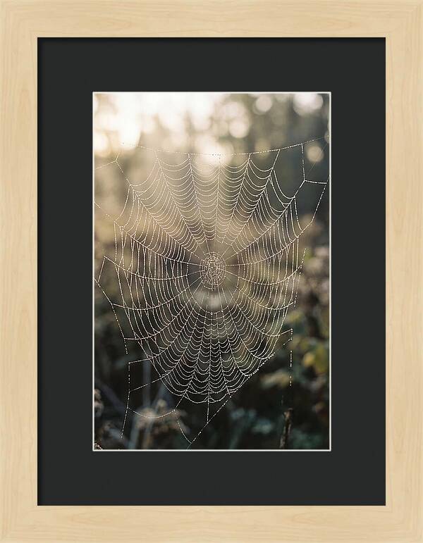 Spider Web Glimmering In Morning Light
