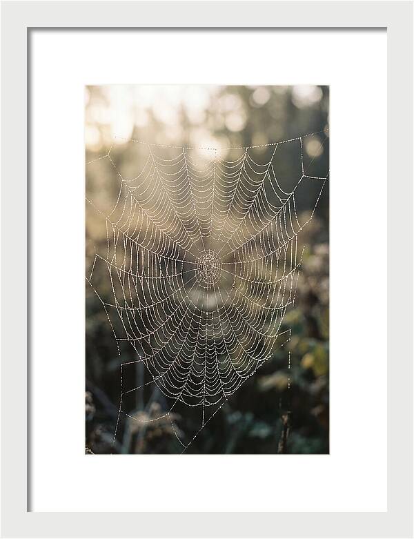 Spider Web Glimmering In Morning Light