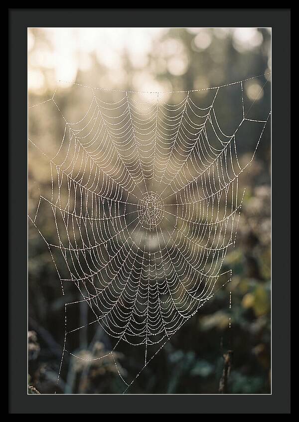 Spider Web Glimmering In Morning Light