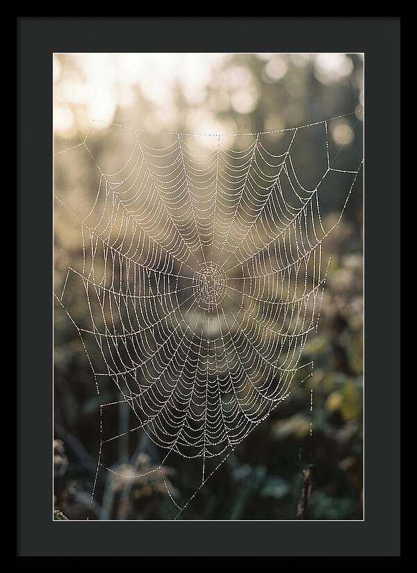 Spider Web Glimmering In Morning Light