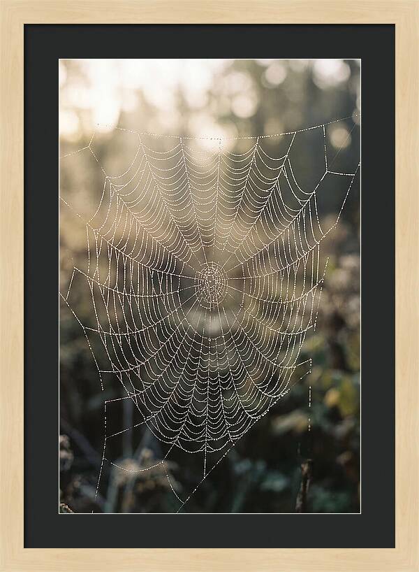 Spider Web Glimmering In Morning Light