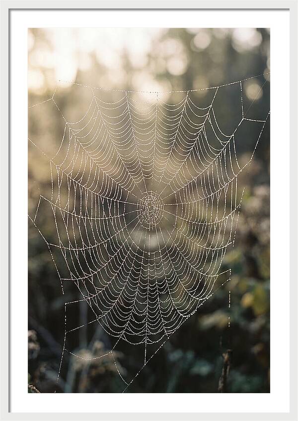 Spider Web Glimmering In Morning Light