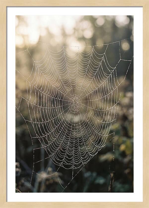 Spider Web Glimmering In Morning Light