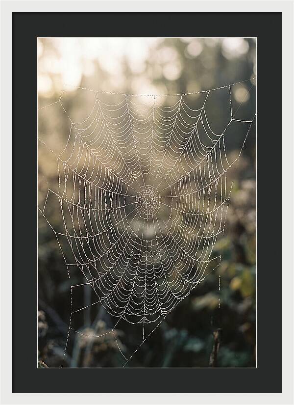 Spider Web Glimmering In Morning Light