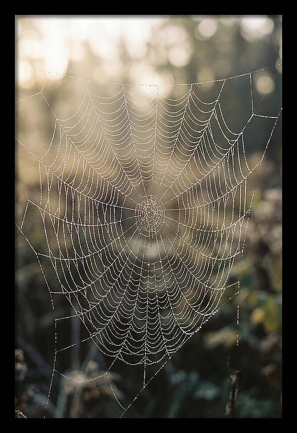 Spider Web Glimmering In Morning Light
