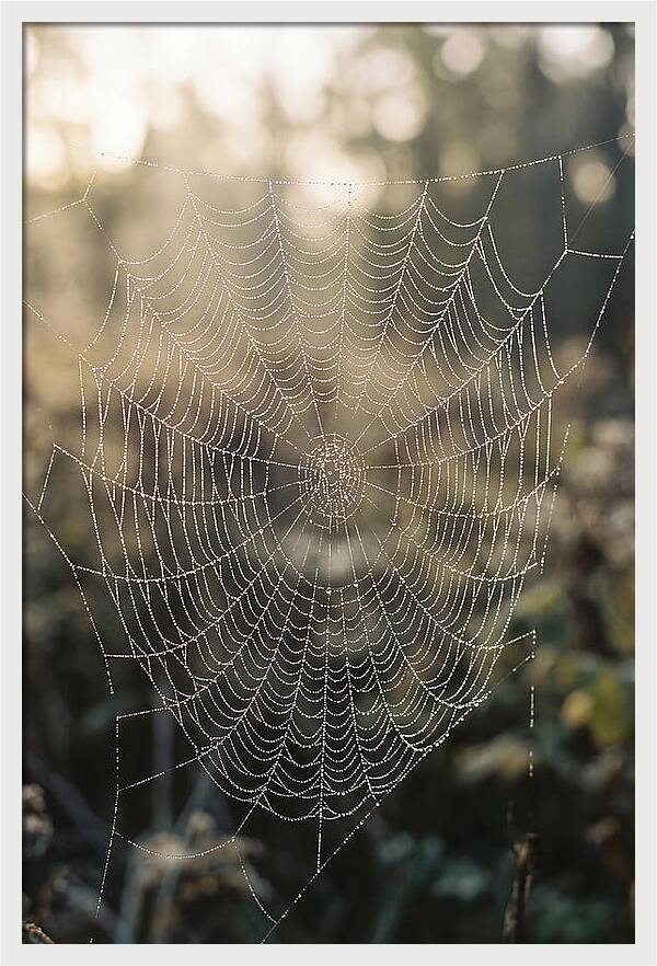 Spider Web Glimmering In Morning Light