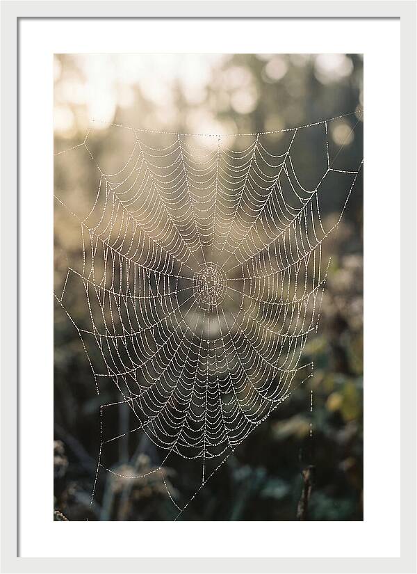 Spider Web Glimmering In Morning Light
