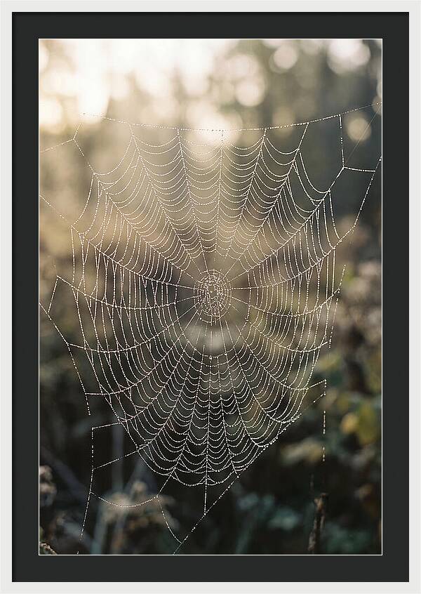 Spider Web Glimmering In Morning Light