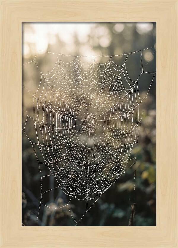 Spider Web Glimmering In Morning Light