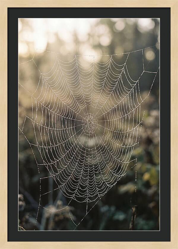 Spider Web Glimmering In Morning Light