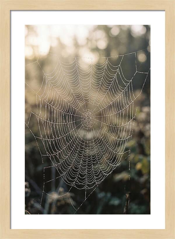 Spider Web Glimmering In Morning Light