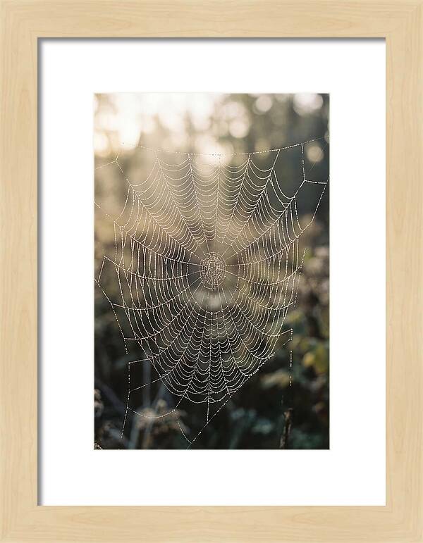 Spider Web Glimmering In Morning Light
