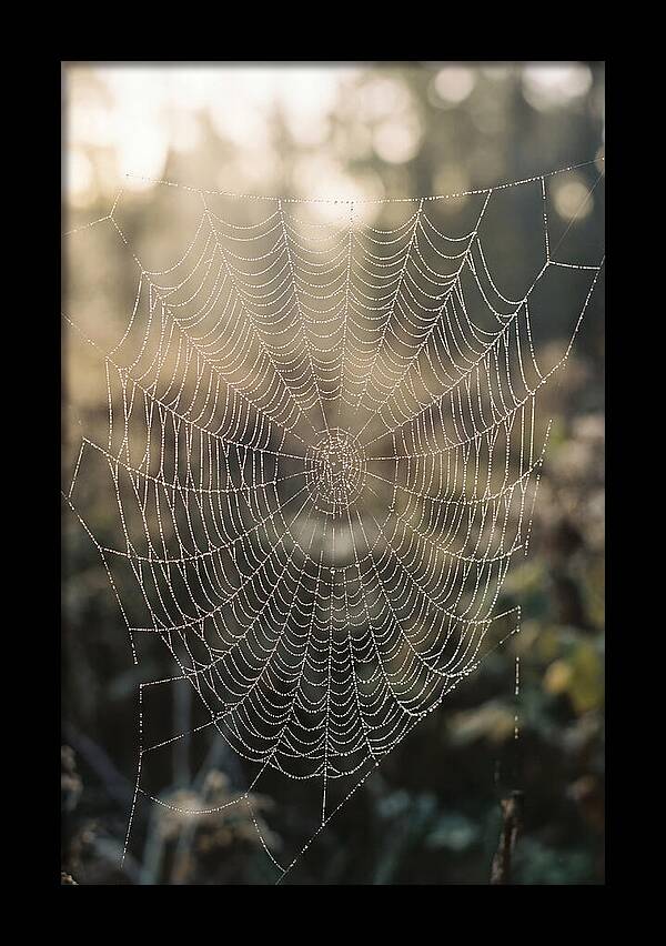 Spider Web Glimmering In Morning Light