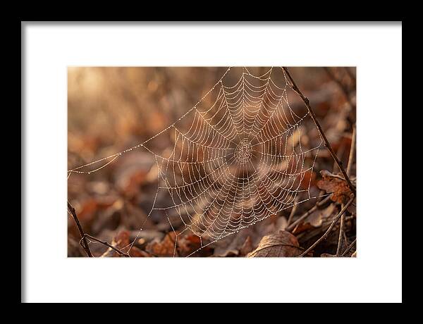 Spider Web Jeweled With Dewdrops