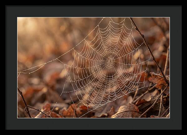 Spider Web Jeweled With Dewdrops