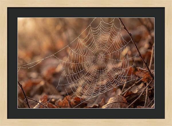 Spider Web Jeweled With Dewdrops
