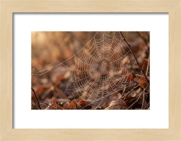 Spider Web Jeweled With Dewdrops