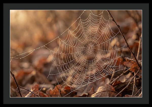 Spider Web Jeweled With Dewdrops