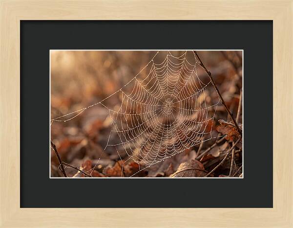Spider Web Jeweled With Dewdrops