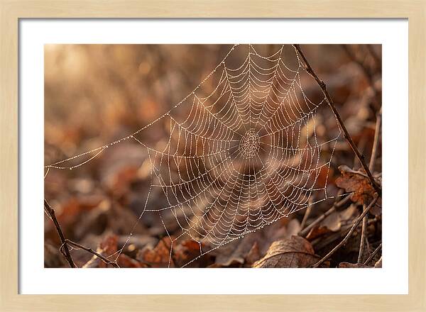 Spider Web Jeweled With Dewdrops