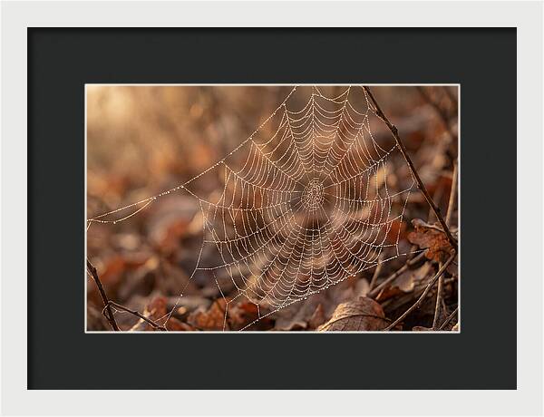 Spider Web Jeweled With Dewdrops