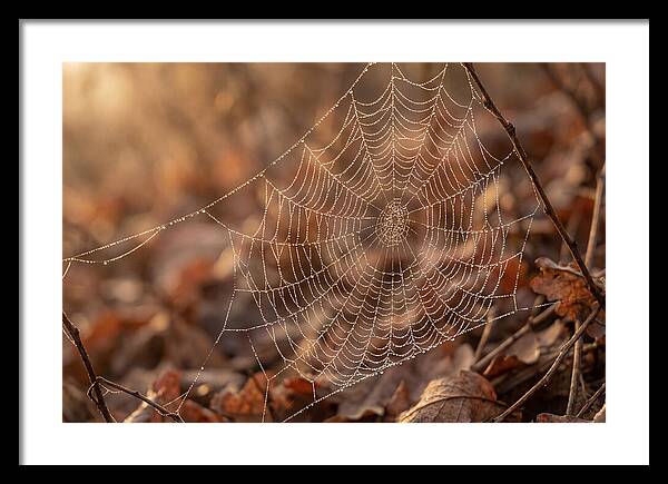 Spider Web Jeweled With Dewdrops