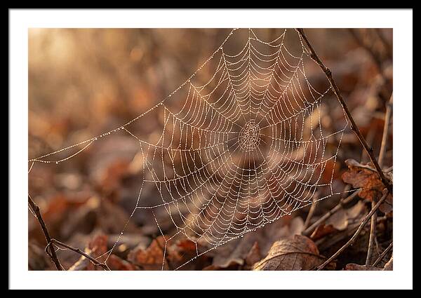 Spider Web Jeweled With Dewdrops