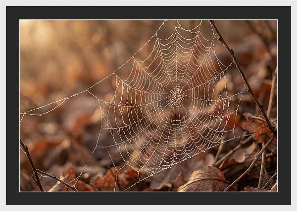 Spider Web Jeweled With Dewdrops
