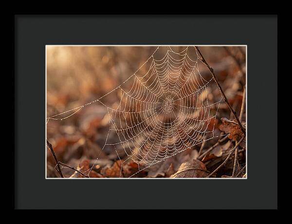 Spider Web Jeweled With Dewdrops