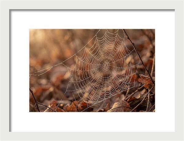 Spider Web Jeweled With Dewdrops