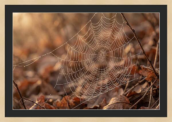Spider Web Jeweled With Dewdrops