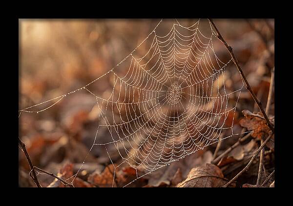 Spider Web Jeweled With Dewdrops