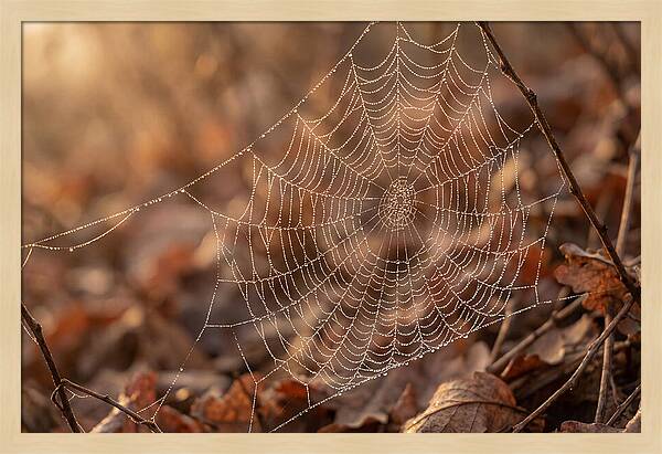 Spider Web Jeweled With Dewdrops